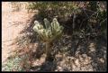 CRW_8952 Teddy bear cholla